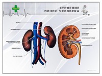 Стенд "Строение почки человека" - fgospostavki.ru - Артёмовский