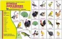 Демонстрационные карточки "Птицы домашние и декоративные" - fgospostavki.ru - Артёмовский