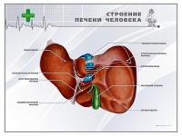 Стенд "Строение печени человека" - fgospostavki.ru - Артёмовский