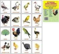 Раздаточные карточки "Птицы домашние и декоративные" - fgospostavki.ru - Артёмовский