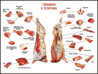 Таблица "Правила разделки мясных туш. Говядина и телятина" (100х140 сантиметров, винил) - fgospostavki.ru - Артёмовский