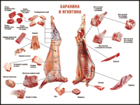 Таблица "Правила разделки мясных туш. Баранина и ягнятина" (100х140 сантиметров, винил) - fgospostavki.ru - Артёмовский