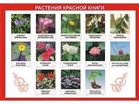 Таблица демонстрационная "Растения Красной книги" (винил 100*140) - fgospostavki.ru - Артёмовский