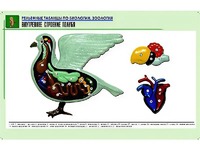 Рельефная таблица "Внутреннее строение голубя" (формат А1, матовое ламинирование) - fgospostavki.ru - Артёмовский