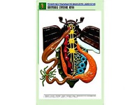Рельефная таблица "Внутреннее строение жука" (формат А1, матовое ламинирование) - fgospostavki.ru - Артёмовский