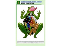 Рельефная таблица "Внутреннее строение лягушки" (формат А1, матовое ламинирование) - fgospostavki.ru - Артёмовский