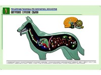Рельефная таблица "Внутреннее строение собаки" (формат А1, матовое ламинирование) - fgospostavki.ru - Артёмовский