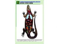 Рельефная таблица "Внутреннее строение ящерицы" (формат А1, матовое ламинирование) - fgospostavki.ru - Артёмовский
