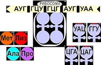 Модель-аппликация "Биосинтез белка" (ламинированная) - fgospostavki.ru - Артёмовский
