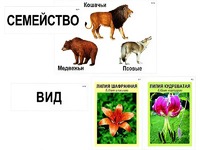 Модель-аппликация "Классификация растений и животных" (ламинированная) - fgospostavki.ru - Артёмовский