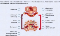 Интерактивные курсы. Биология 9 класс. Расширенный. - fgospostavki.ru - Артёмовский