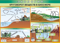 Таблица "Круговорот веществ в биосфере" (100х140 сантиметров, винил) - fgospostavki.ru - Артёмовский