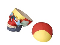 Модель "Череп человека с раскрашенными костями" - fgospostavki.ru - Артёмовский