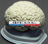 Модель "Мозг в разрезе" (белый) - fgospostavki.ru - Артёмовский