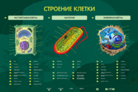 Электрифицированный стенд "Строение клетки" с маркерными полями - fgospostavki.ru - Артёмовский