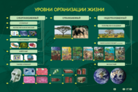 Электрифицированный стенд "Уровни организации жизни" - fgospostavki.ru - Артёмовский
