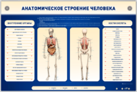 Электрифицированный стенд-тренажер c макетом скелета "Анатомическое строение человека" - fgospostavki.ru - Артёмовский