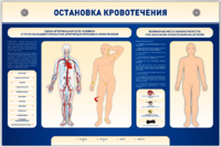 Электрифицированный стенд-тренажер "Остановка кровотечения" - fgospostavki.ru - Артёмовский