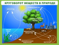 Стенд "Круговорот веществ" - fgospostavki.ru - Артёмовский