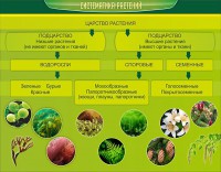 Стенд "Систематика растений" - fgospostavki.ru - Артёмовский