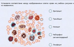Интерактивные курсы. Биология 11 класс. Расширенный. - fgospostavki.ru - Артёмовский