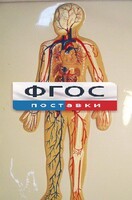 Модель барельефная "Кровеносная система человека" - fgospostavki.ru - Артёмовский