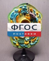 Модель "Клетка растения" - fgospostavki.ru - Артёмовский