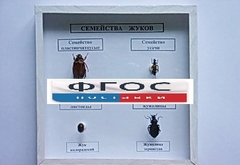 Коллекция "Семейство жуков" - fgospostavki.ru - Артёмовский