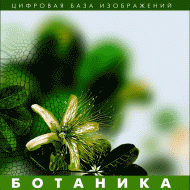 Ботаника. (Цифровая база изображений) - fgospostavki.ru - Артёмовский