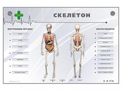 Электрифицированный стенд-тренажер "Скелетон" - fgospostavki.ru - Артёмовский