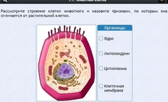 Интерактивные курсы. Биология 8 класс. Базовый - fgospostavki.ru - Артёмовский