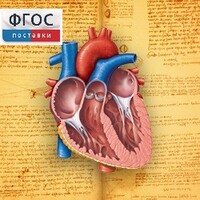 Анатомия (Цифровой атлас школьника) - fgospostavki.ru - Артёмовский
