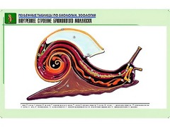 Рельефная таблица "Внутреннее строение брюхоногого моллюска" (формат А1, матовое ламинирование) - fgospostavki.ru - Артёмовский