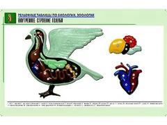 Рельефная таблица "Внутреннее строение голубя" (формат А1, матовое ламинирование) - fgospostavki.ru - Артёмовский