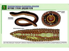 Рельефная таблица "Внутреннее строение дождевого червя" (формат А1, матовое ламинирование) - fgospostavki.ru - Артёмовский