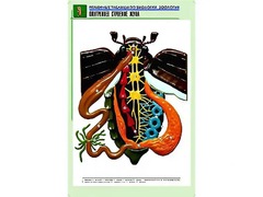 Рельефная таблица "Внутреннее строение жука" (формат А1, матовое ламинирование) - fgospostavki.ru - Артёмовский
