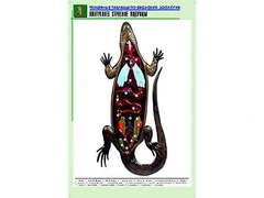 Рельефная таблица "Внутреннее строение ящерицы" (формат А1, матовое ламинирование) - fgospostavki.ru - Артёмовский