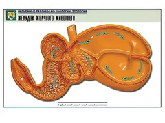 Рельефная таблица "Желудок жвачного животного" (формат А1, матовое ламинирование) - fgospostavki.ru - Артёмовский