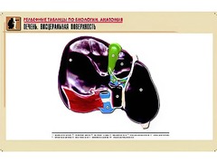 Рельефная таблица "Печень. Висцеральная поверхность" (формат А1, матовое ламинирование) - fgospostavki.ru - Артёмовский