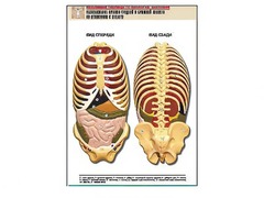 Рельефная таблица "Расположение органов грудной и брюшной полостей по отношению к скелету"(формат А1, ламинированная) - fgospostavki.ru - Артёмовский