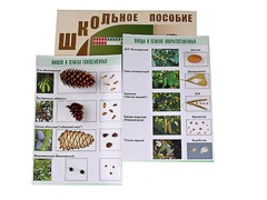 Коллекция "Шишки, плоды, семена деревьев и кустарников" - fgospostavki.ru - Артёмовский