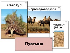 Модель-аппликация "Природные зоны России" (ламинированная) - fgospostavki.ru - Артёмовский