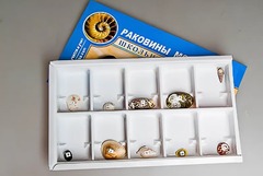Коллекция "Раковины моллюсков" - fgospostavki.ru - Артёмовский