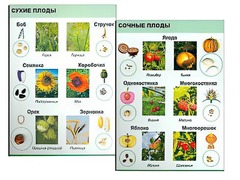 Коллекция "Семена и плоды" - fgospostavki.ru - Артёмовский