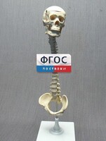 Модель "Позвоночник с черепом и тазом" - fgospostavki.ru - Артёмовский