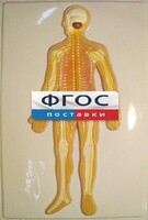 Модель барельефная "Нервная система человека" - fgospostavki.ru - Артёмовский