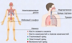 Интерактивные курсы. Биология 9 класс. Базовый. - fgospostavki.ru - Артёмовский