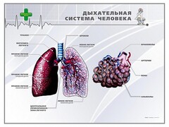 Стенд "Дыхательная система человека" - fgospostavki.ru - Артёмовский