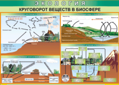 Таблица "Круговорот веществ в биосфере" (100х140 сантиметров, винил) - fgospostavki.ru - Артёмовский
