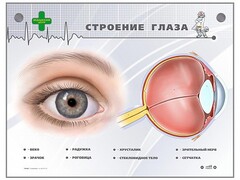 Интерактивный стенд "Строение глаза" - fgospostavki.ru - Артёмовский